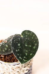 Scindapsus pictus var. argyraeus "dark form"